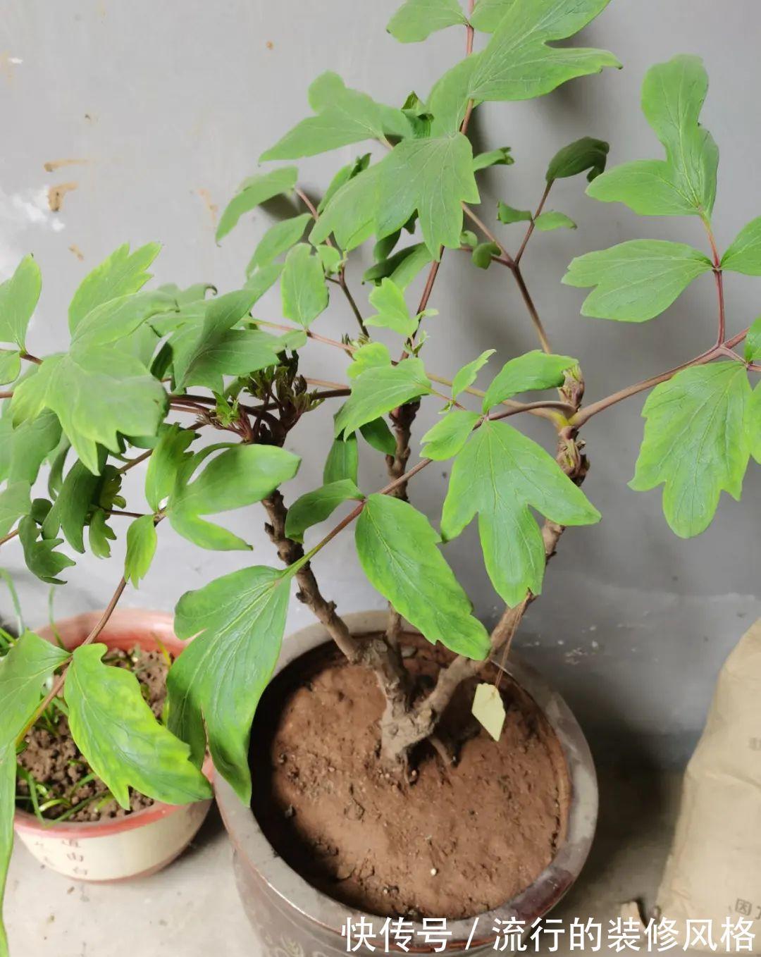 君子兰|8种花夏天不能买，买回来就死，白浪费钱