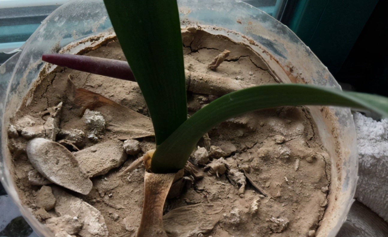 花土问题无小事,牢记3点,养花土不轻易结块,花根长得更壮实