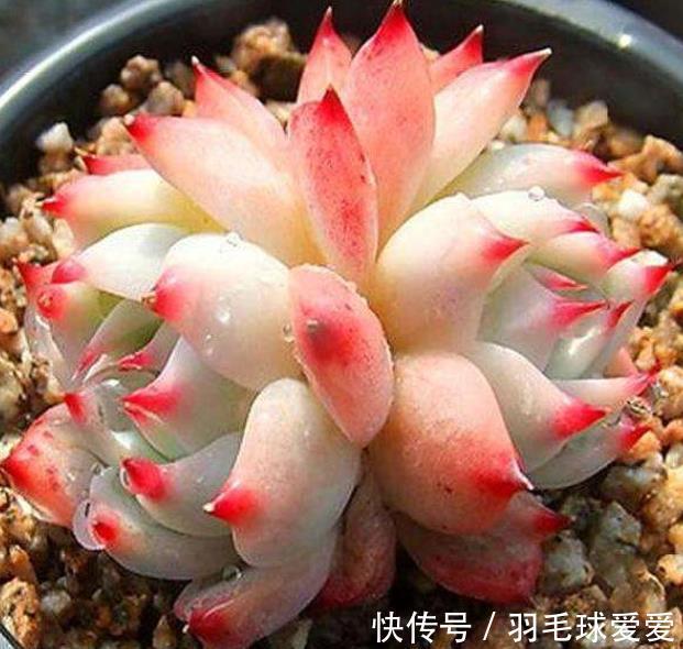 4种经典的莲座状多肉，名字好听颜值迷人，一次养20盆都不嫌多