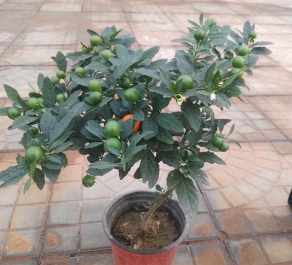 野外这几种花长得有趣,但不能往嘴里塞,它们有毒