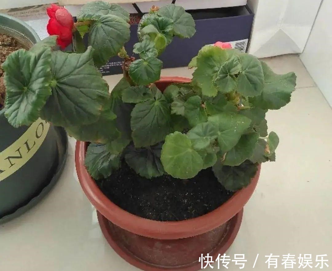 现在养花要重剪,剃光头,撸光叶,越狠越爆盆