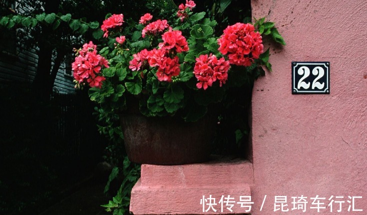 阳台养天竺葵有技巧,掌握住3点,盆栽事半功倍