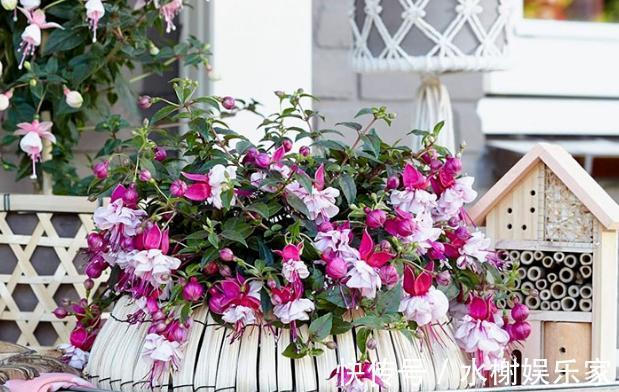 长寿花|到了冬季就盆栽这7样花卉,耐寒能力强,开花美丽又喜庆