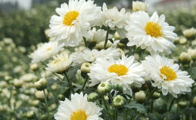 6种漂亮花,又香又好吃,美食之花,你养过几种?