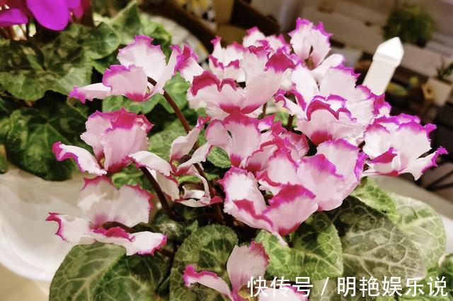 养护|4种花“高颜值”,花朵像“小仙女、红灯笼”,你家有几种?