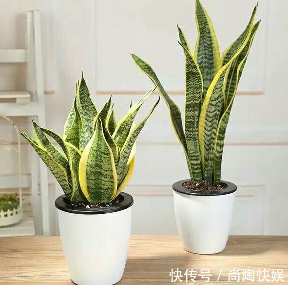 虎皮兰不长个做好2点,叶片猛窜,浓绿油亮,植株旺盛