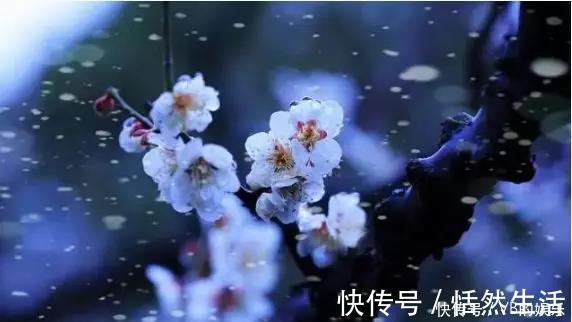 几种很耐寒的花,在冬天依旧开花美艳