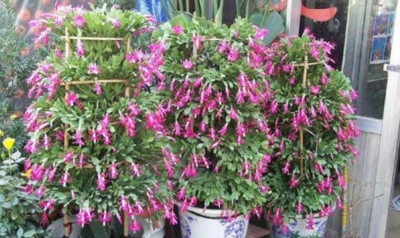 怎么让蟹爪兰开花更多、更持久？日常做到这些，花谢又能接着开