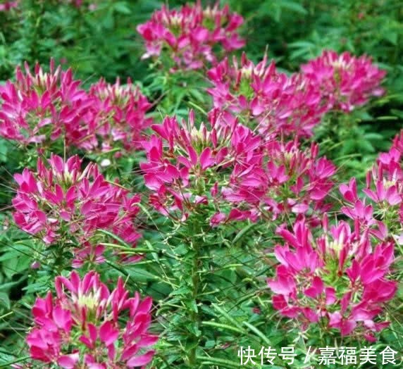 这“花”有意思,白天紧闭黄昏开,花如蝴蝶,入夏就开100多天