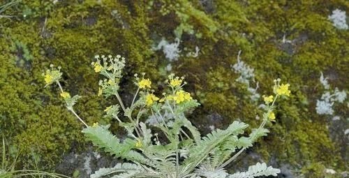 服用|农村一种毫不起眼野菜,农民拿去喂猪,殊不知是名贵中草药