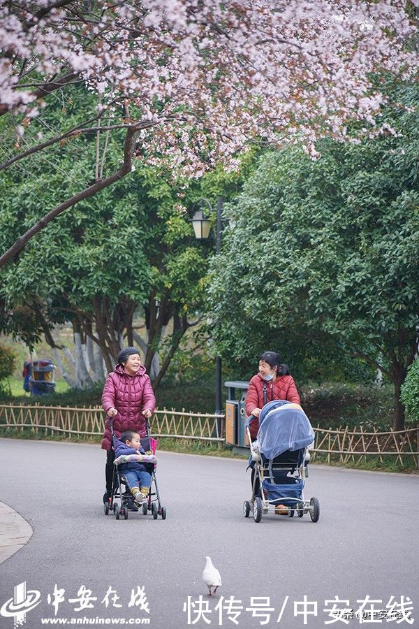 合肥迎惊蛰节气 杏花公园春和景明(组图)