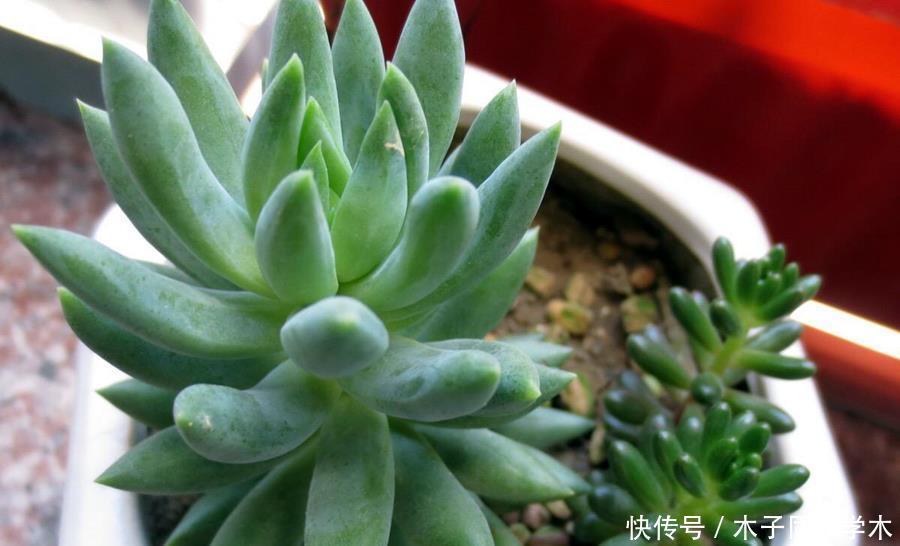 多肉辨别方法,分辨雅乐之舞、金枝玉叶、雅乐之华,学一学