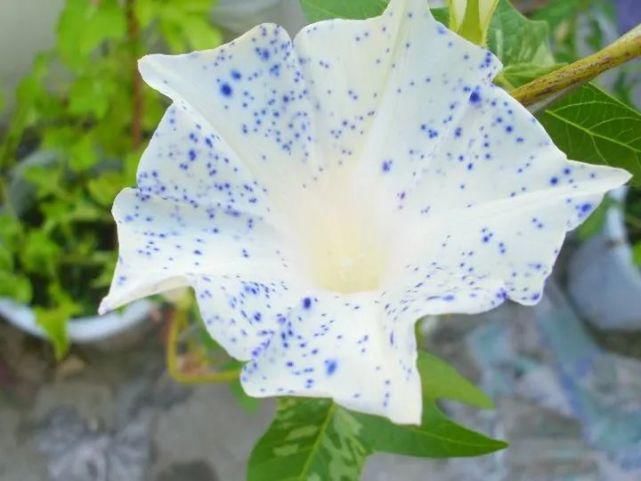 春天到了，考虑种花吗？