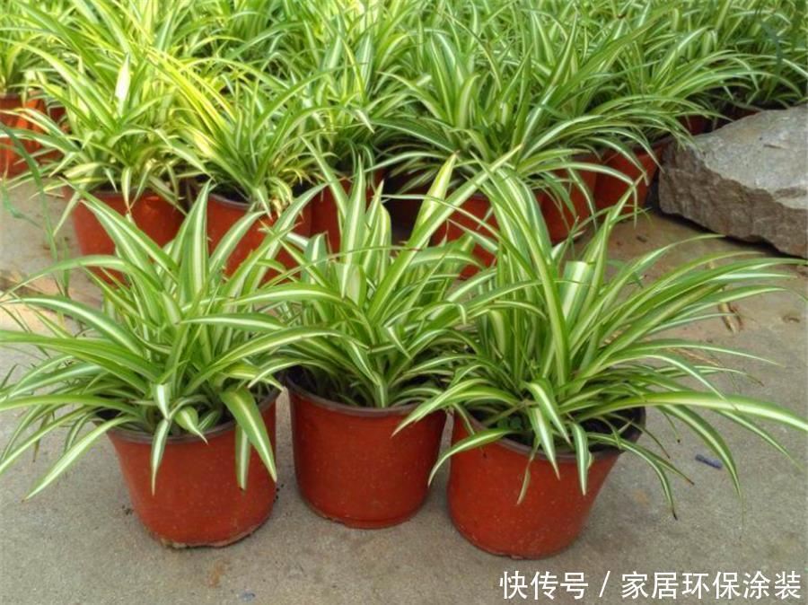 金边吊兰金边消失怎么办?冬天多做3件事,修长优雅,金边耀眼