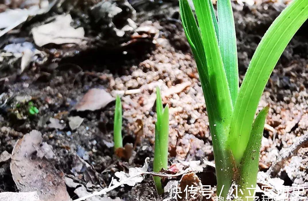 山上的兰花,也有只长苗而不开花的,你知道是什么原因吗?