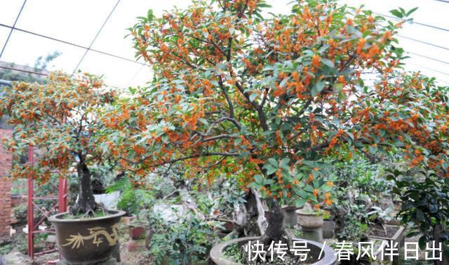 茶花|秋季养花的首选目标，这4款榜上有名，全赖漂亮又好养的优势