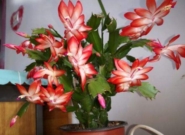 病因|蟹爪兰不开花，叶子还发蔫褶皱该怎么办摸清病因，轻松治愈