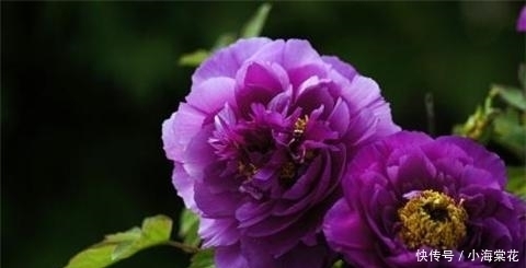 施肥|牡丹的6个养护方法,花开艳压群芳!