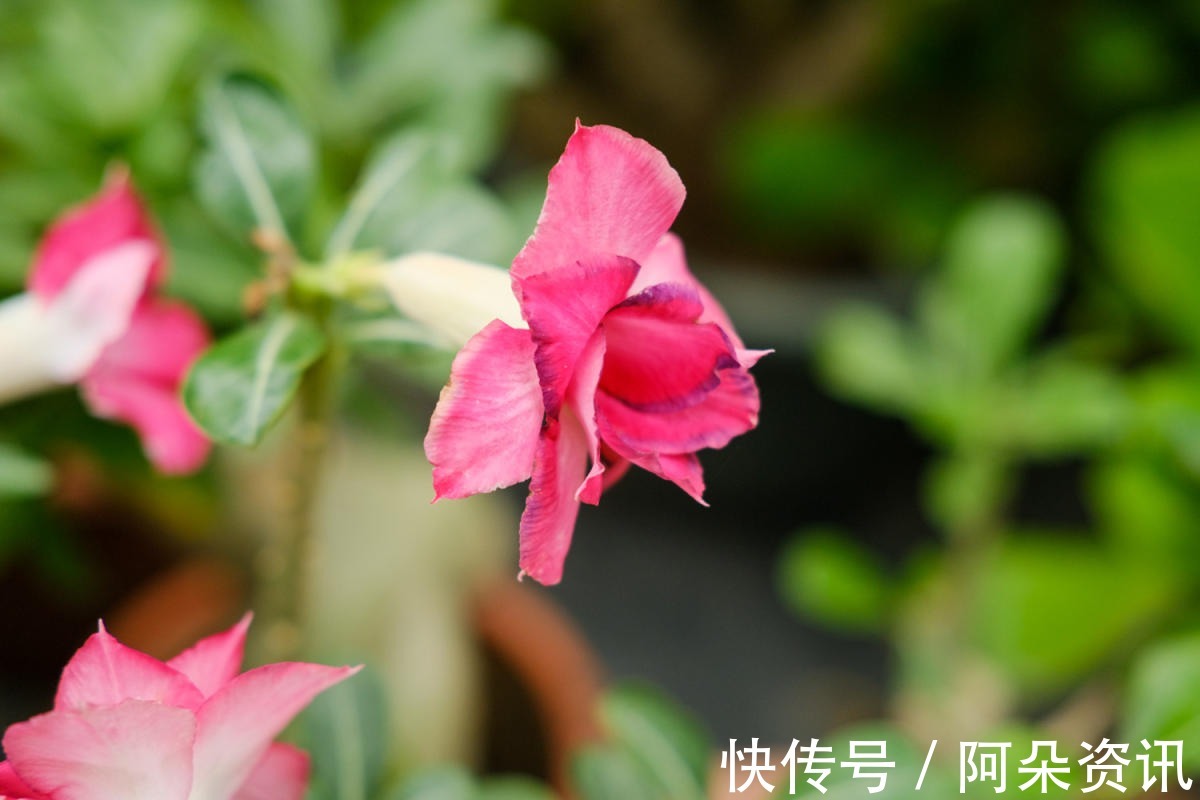 花花|小花盆才能养好的花，种在大盆里太危险，一不小心就烂根