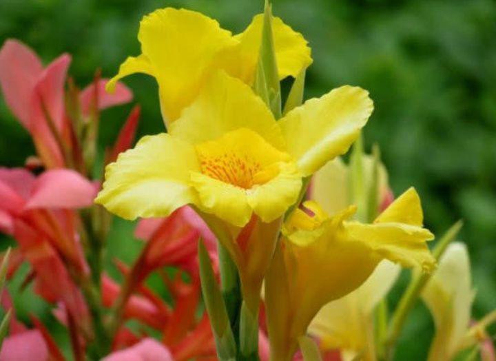 家养这些植物,阳台开出花海,开花漂亮,清香怡人