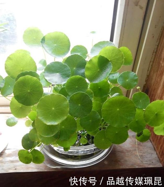 喝水|这些花,命太大,成桶成桶喝水,烈日下开花,开爆整个夏天