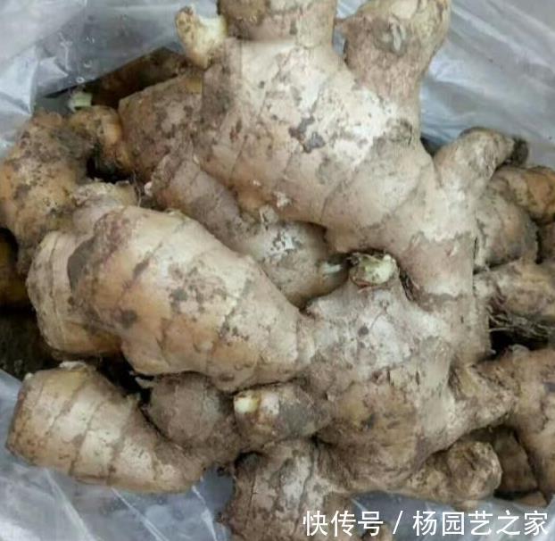 腥臭味|鸭子去腥别用姜,教你2招诀窍,鸭肉鲜香入味,好吃又无腥味