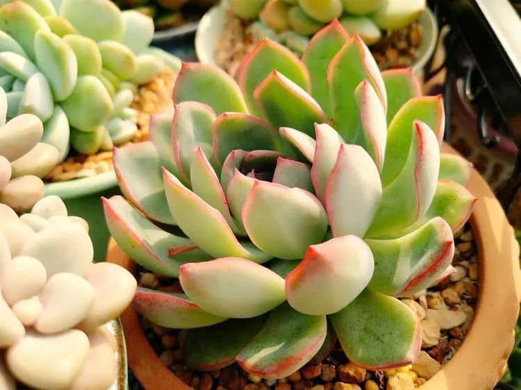 养肉三年,分享养肉经验,谈谈适合逆开挂区的多肉!