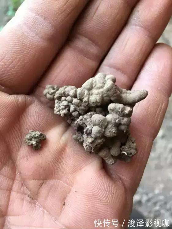 羊粪|路边捡来4种小东西,丢在盆底,一年不用施肥,也不怕烂根!