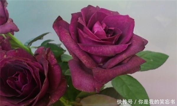 酒红色|月季紫色迷情，紫色与酒红色的独特色调，浓香型，魅力不可挡