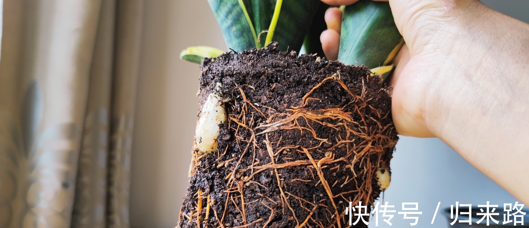 冬天虎皮兰,正在“虚弱期”,注意3个要点,小芽一个接一个