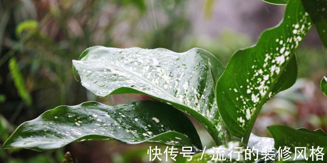 阳台上|老人说家里养3种植物,就能事事顺利,养后觉得有道理