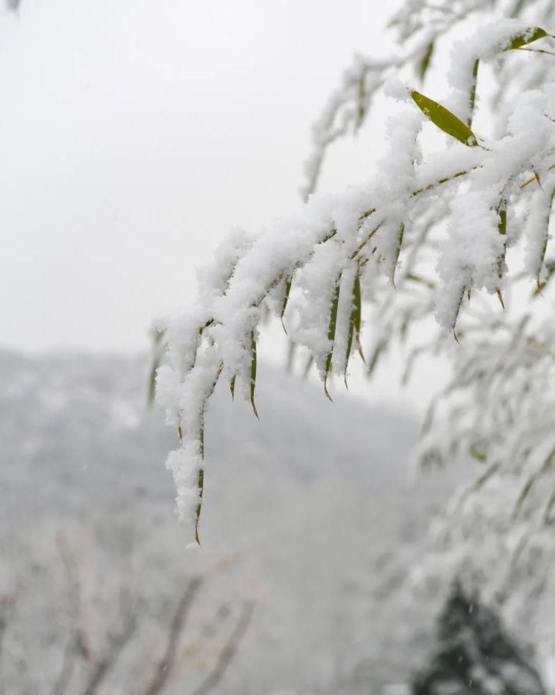 景区|惊艳！龙口南山景区迎初雪，这画面太美......