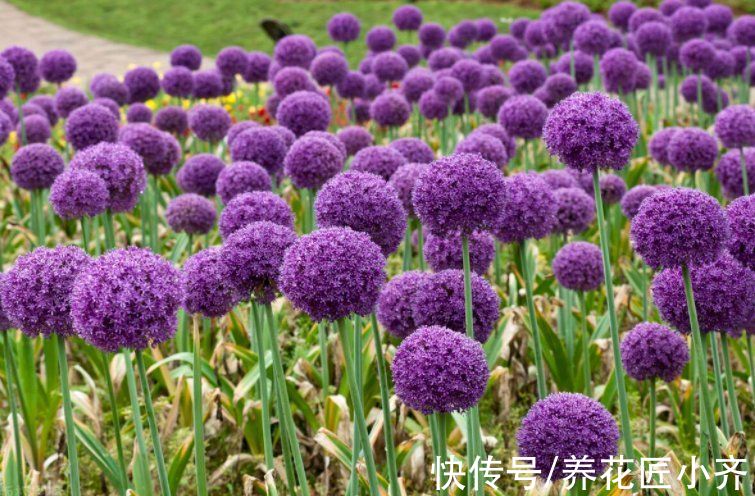 5种“球根花”,开花漂亮可盆栽,有花园必须种,能耐零下低温