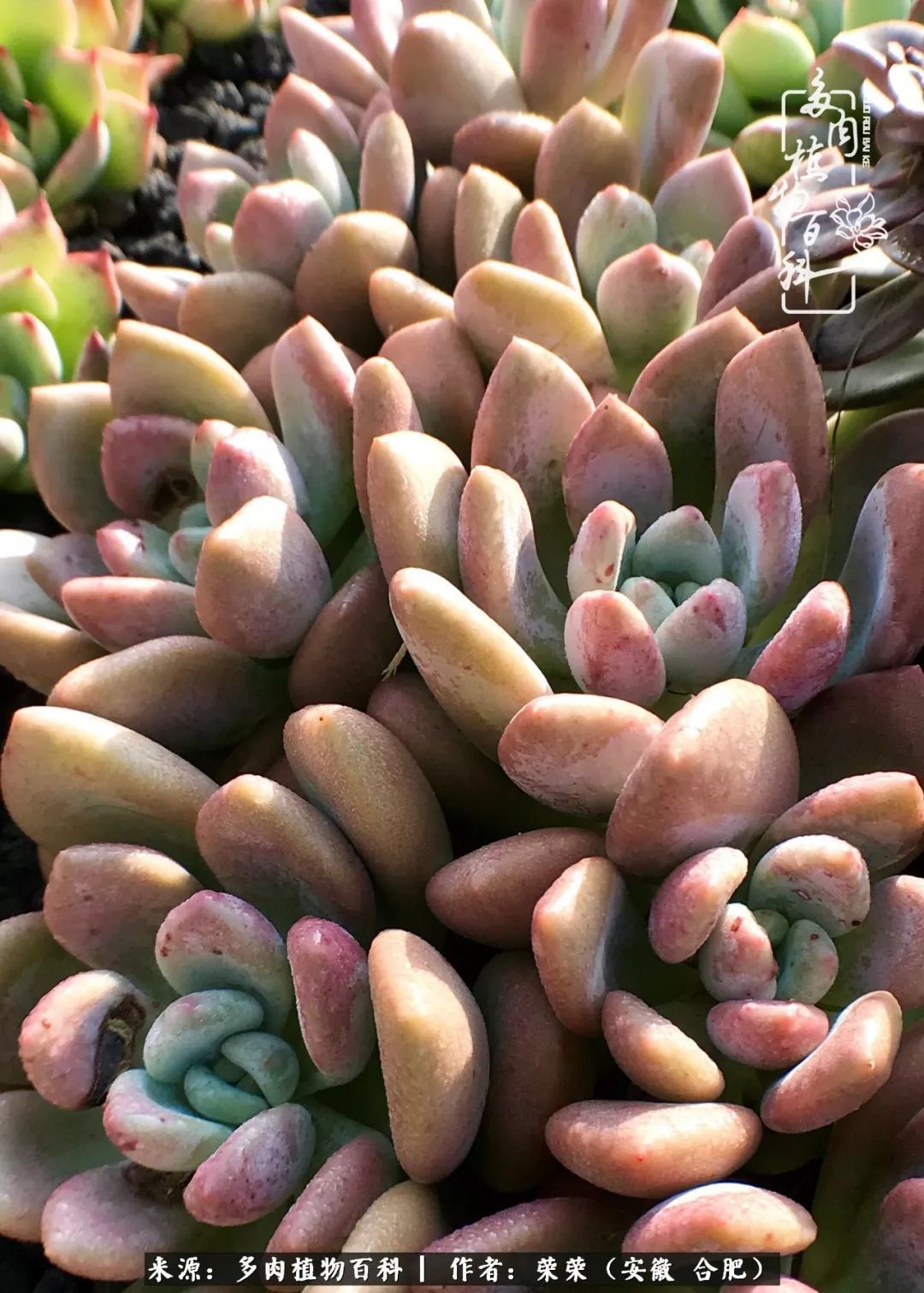 金秋时节，变化带来的惊喜不正是养肉的乐趣所在么！