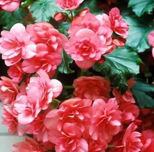 1种花,漂亮花大,只成双成对开放,花期长,家养一盆半年有花看