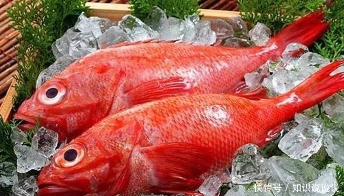 斋藤道三|“文武名将,惊天叛逆”,明智光秀的天下野心