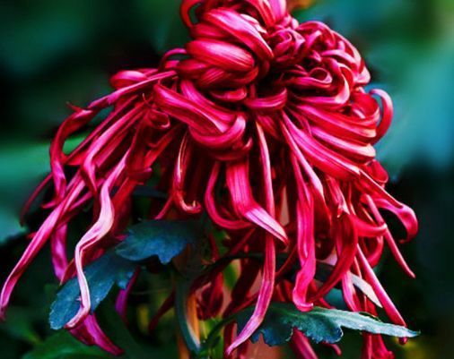 新手养花，不如养盆花中精品“一枝浓艳”，娇红嫩绿，灿烂优雅