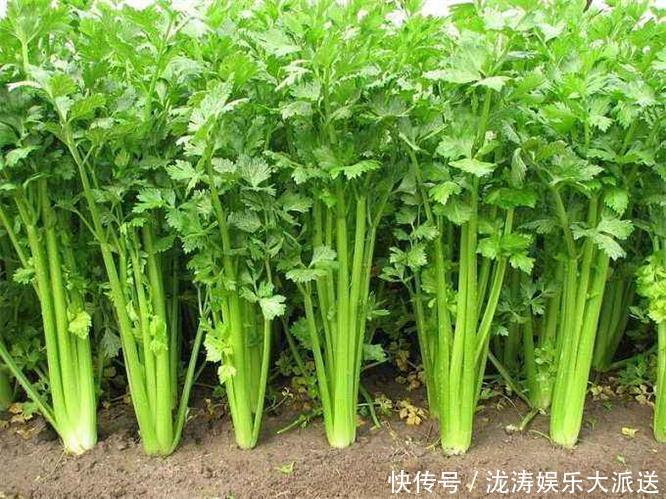 长寿老人|长寿老人告诉你,常吃三种食物,清肠排便,延缓衰老,谁吃谁健康