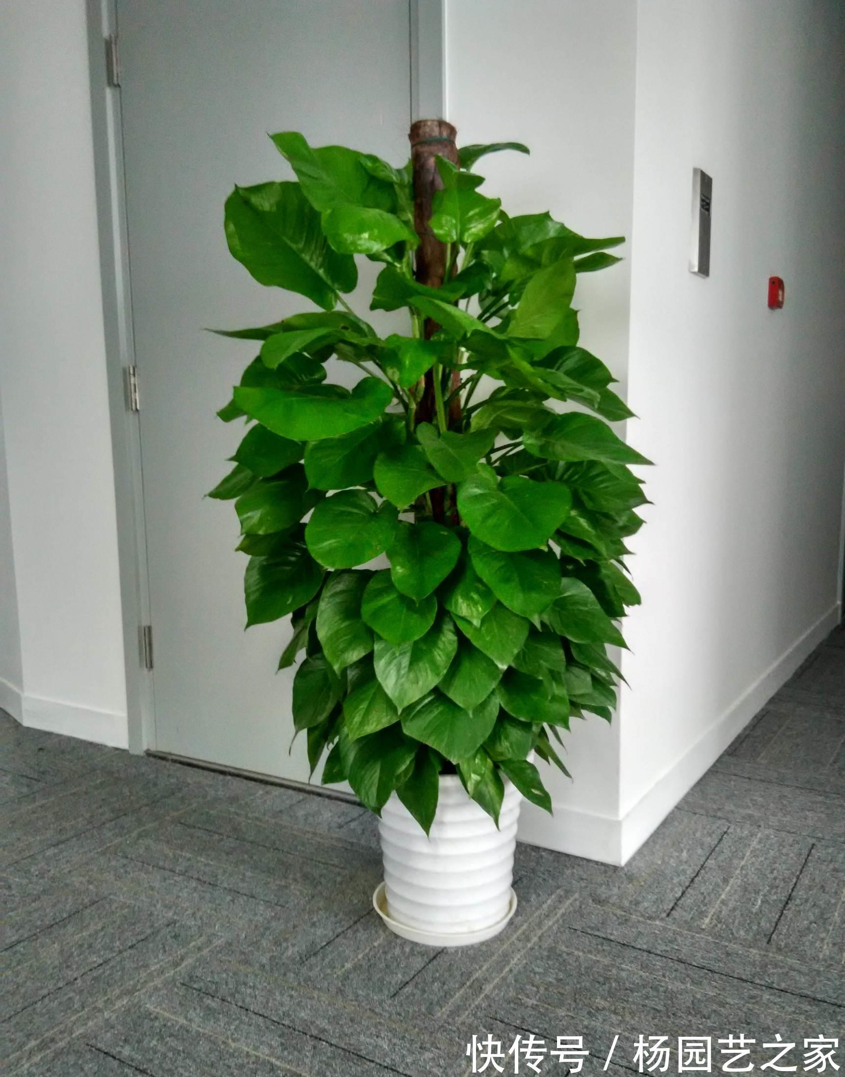 天花板|大叶绿萝应该怎么养，才能疯长到天花板，叶子比手掌还大