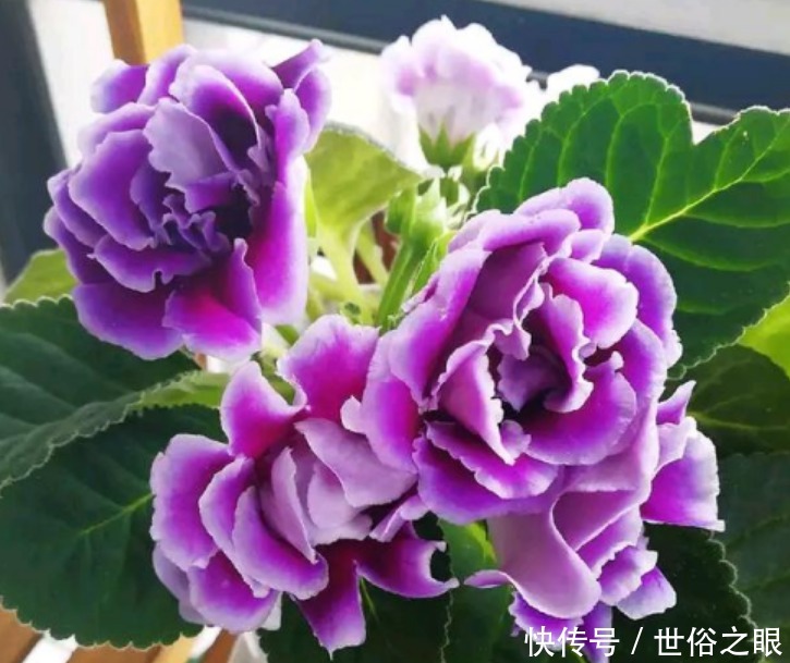 “4种花”好养又漂亮,开花一茬又一茬,花朵烂漫迷人,家中必备