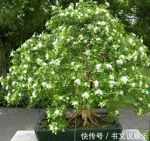 盆栽|媳妇在家养殖盆栽九里香,做好了这几点,枝繁叶茂花开不断香飘满