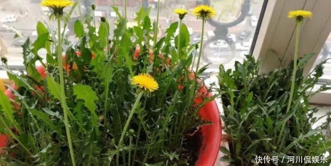 蒲公英泡水|51岁女子,因一壶蒲公英水,被送进医院,蒲公英4大禁忌要知晓