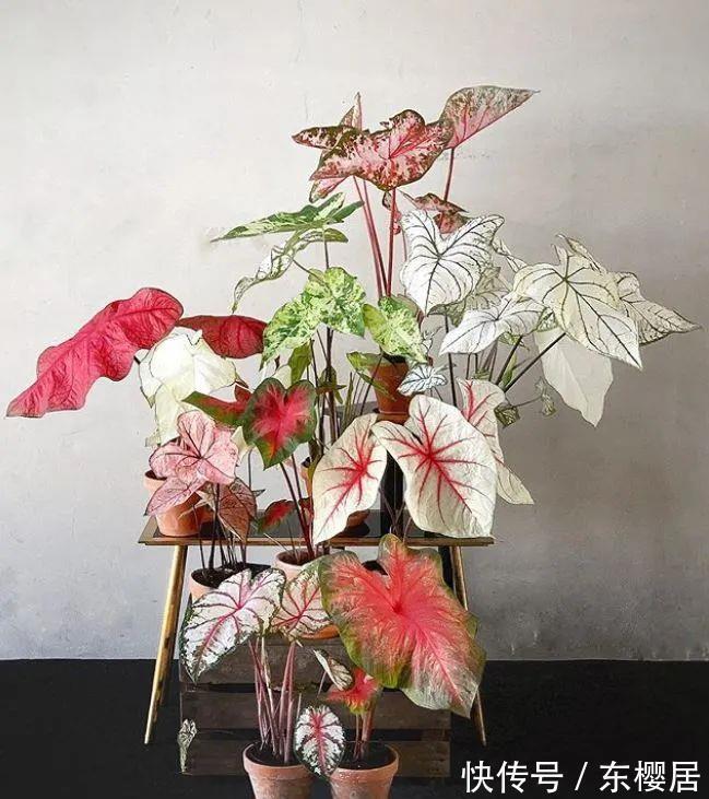 叶片|7种健康花，建议至少养一盆，格调高净化能力强，很实用