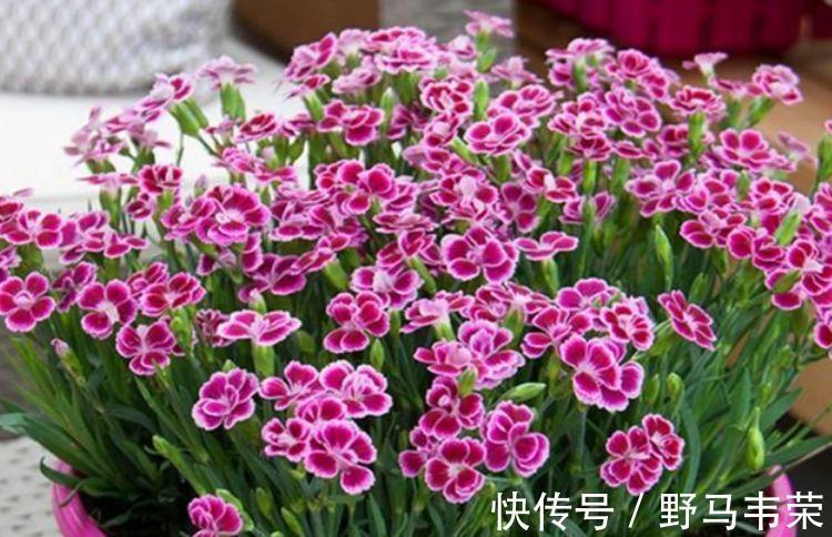 几款小花,便宜又好养,花开香飘溢满屋,超温馨的