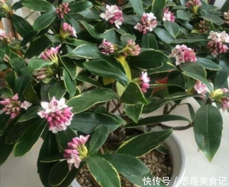 超漂亮的4种花,长势好、花色艳,家里养一盆,开花红又旺