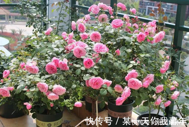 花朵|月季有个“生长开关”,长出“这种”枝条别乱剪,2周花朵爆满技