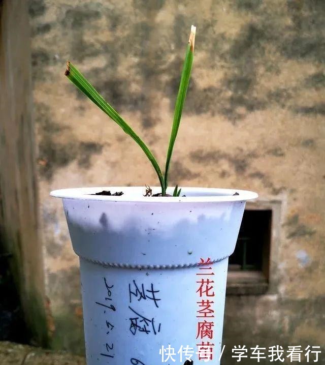 治疗兰花茎腐病，不要再浇药水，根本没有效果！