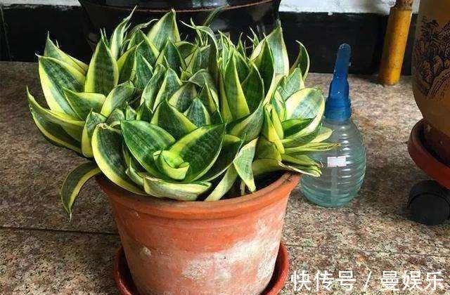 养虎尾兰，有一个“重点”，轻轻松松养爆盆，侧芽多，养10几年