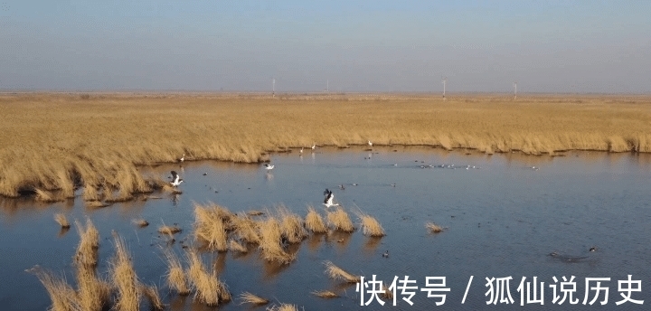 生态|最年轻的湿地生态系统——黄河三角洲