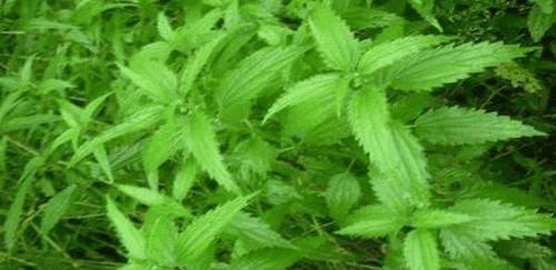 农村里不常见的野菜，具有清热明目，润肠通便，瘦身减肥等功效